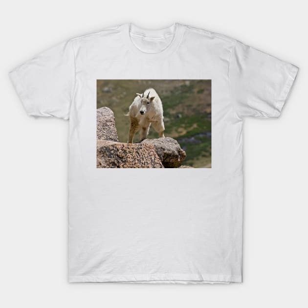 Mountain Goat T-Shirt by algill